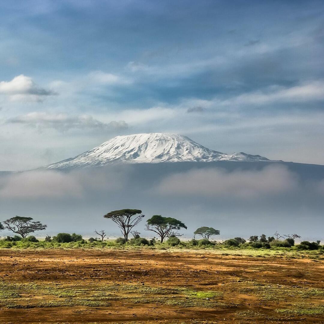 Grüne Bäume in der Nähe von schneebedeckten Bergen